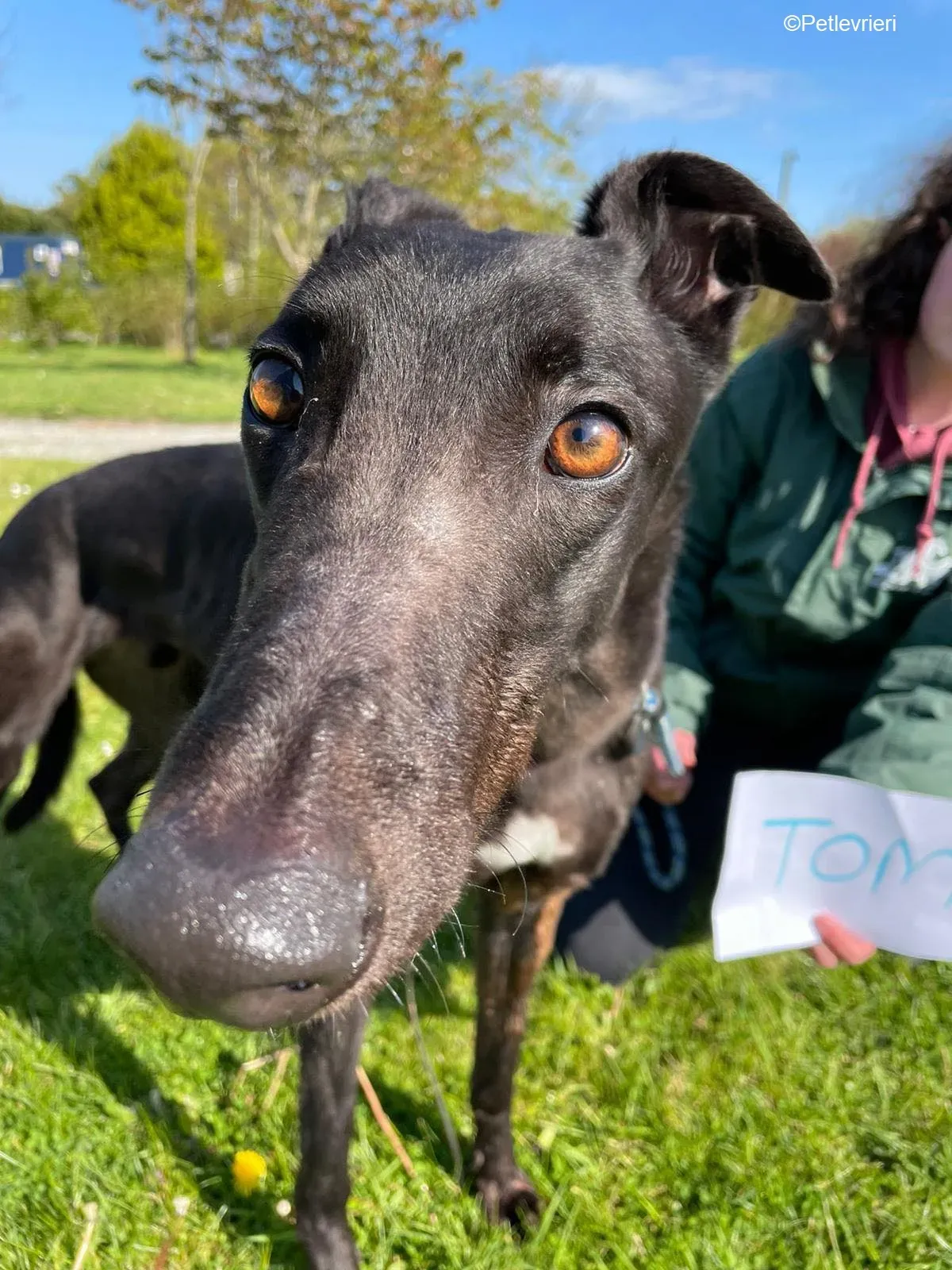 Tom2 adozione levrieri greyhound 9