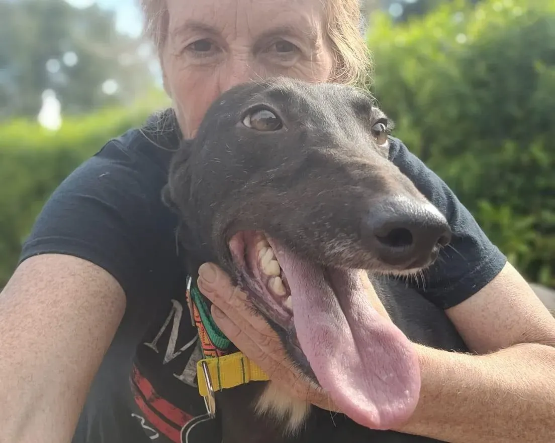 Tombola adozione levriero greyhound 1 e1662367370428