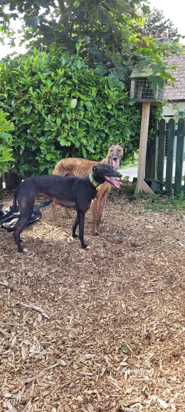 Tombola adozione levriero greyhound 10