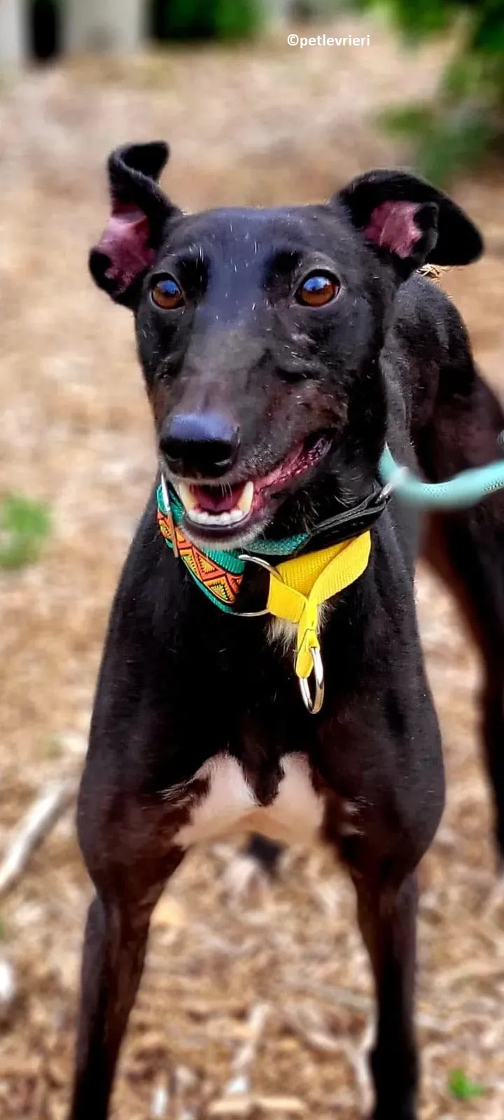 Tombola adozione levriero greyhound 4