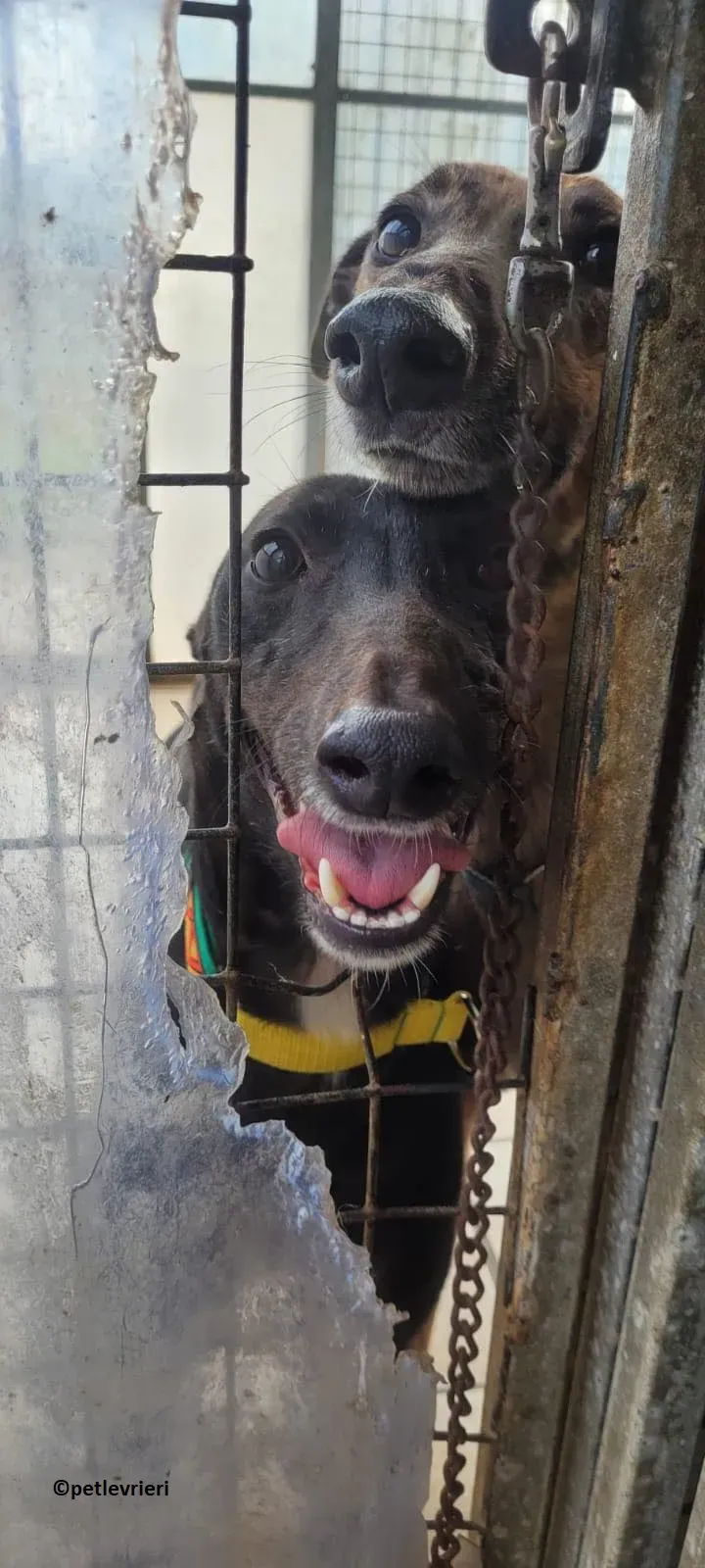 Tombola adozione levriero greyhound 5