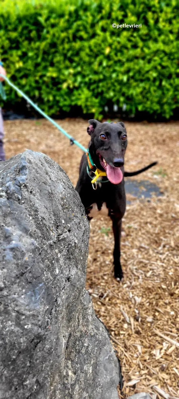 Tombola adozione levriero greyhound 7