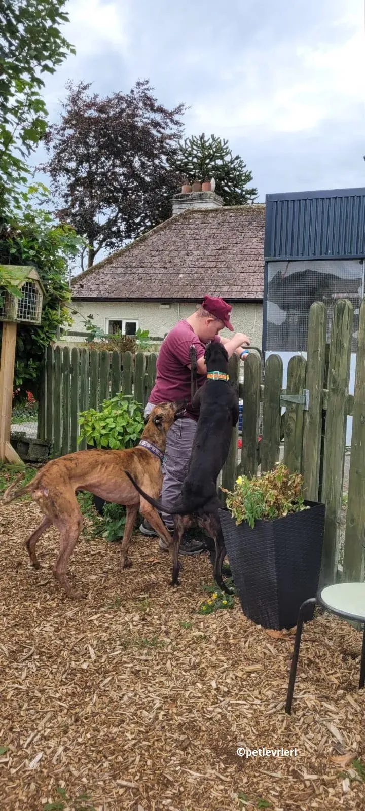 Tombola adozione levriero greyhound 8