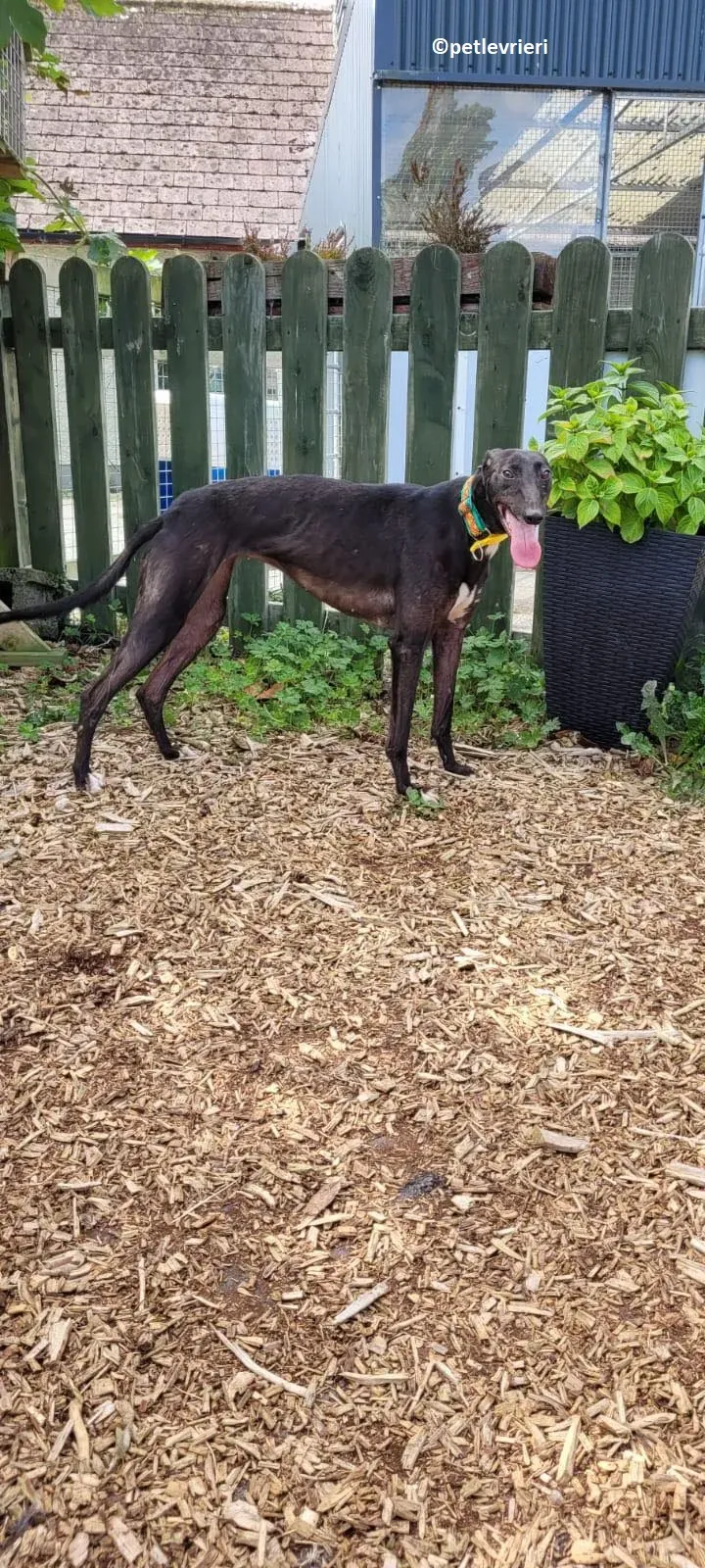 Tombola adozione levriero greyhound 9