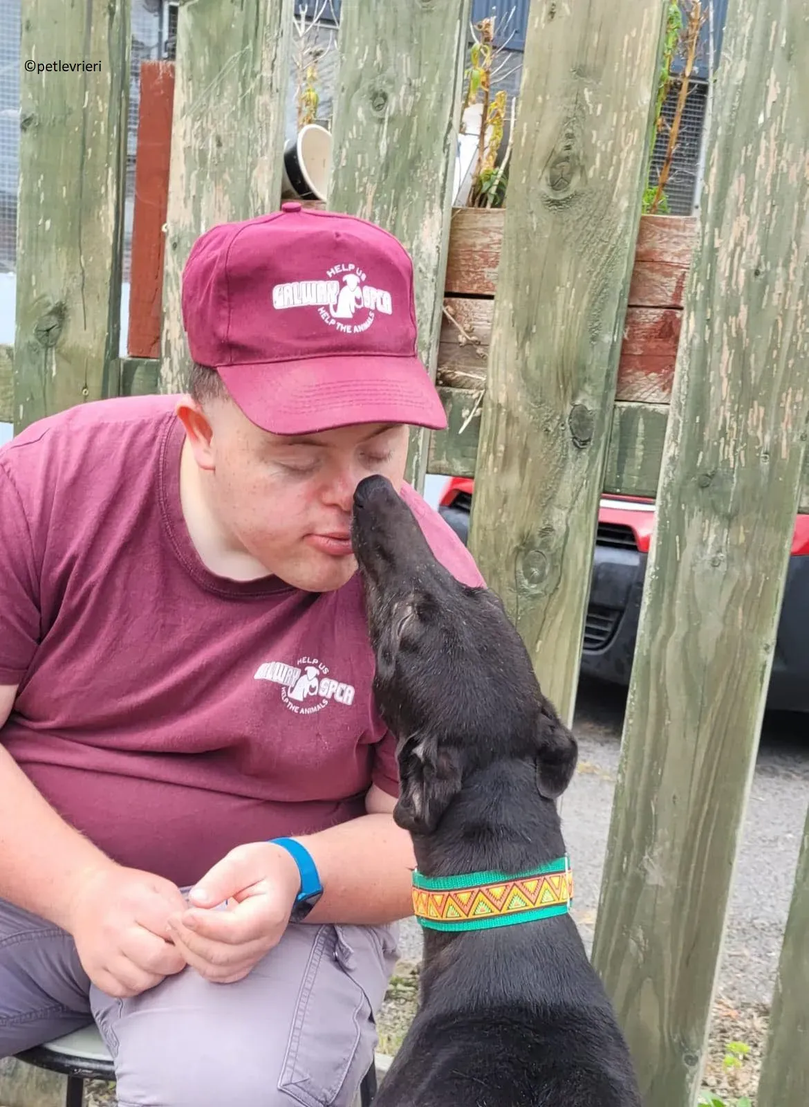 Tombola adozione levriero greyhound 3