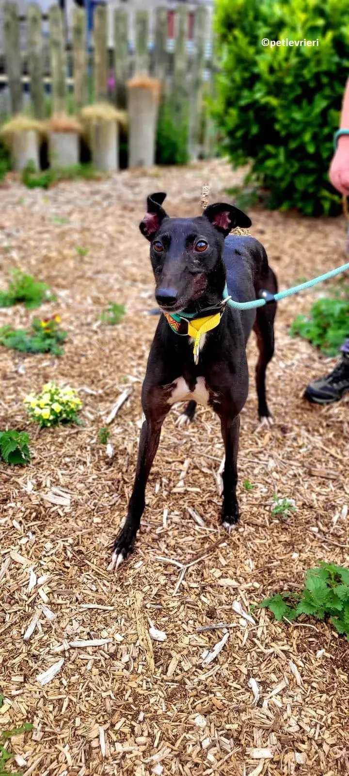 Tombola adozione levriero greyhound 6u