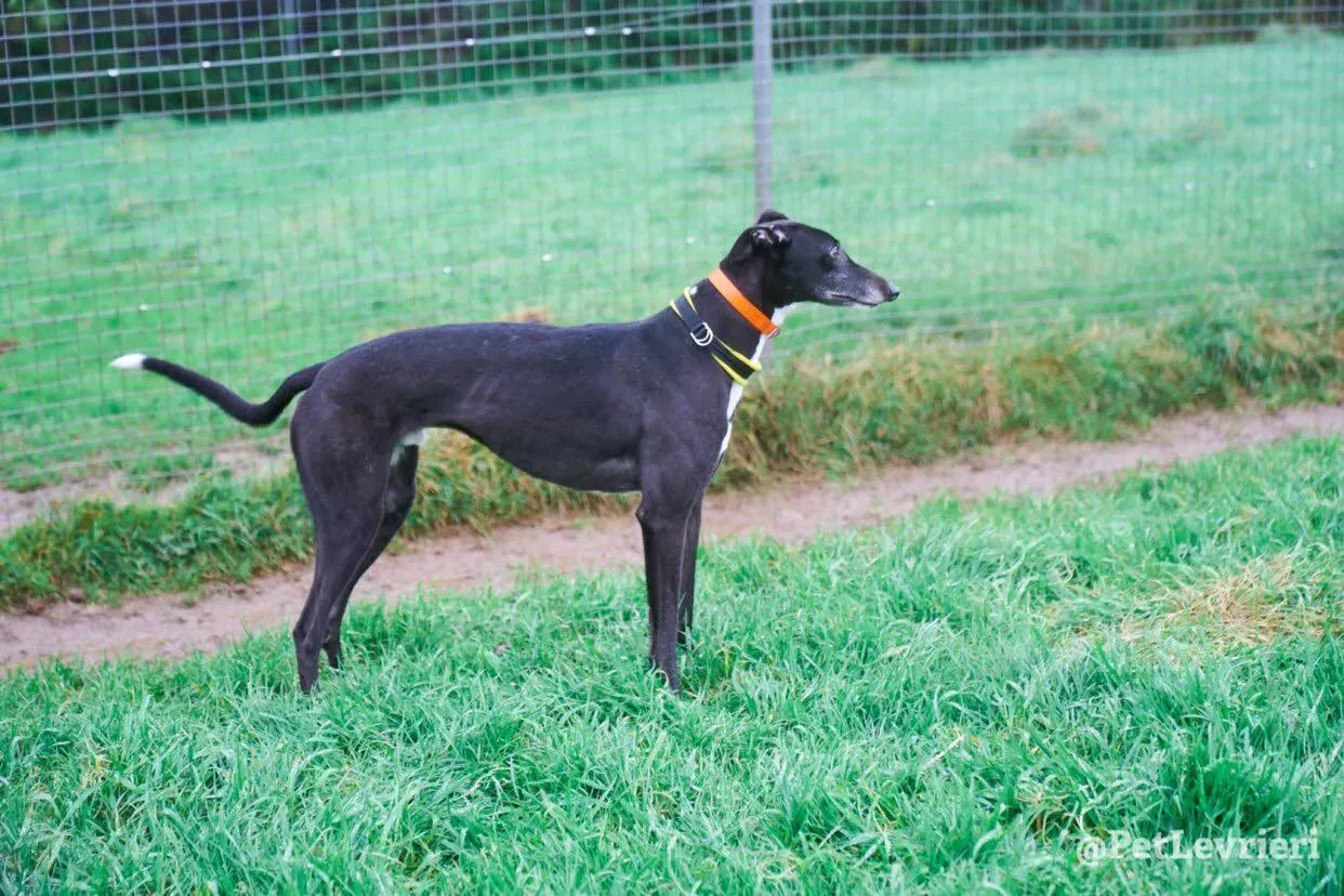 Tommy adozione levrieri greyhound 10
