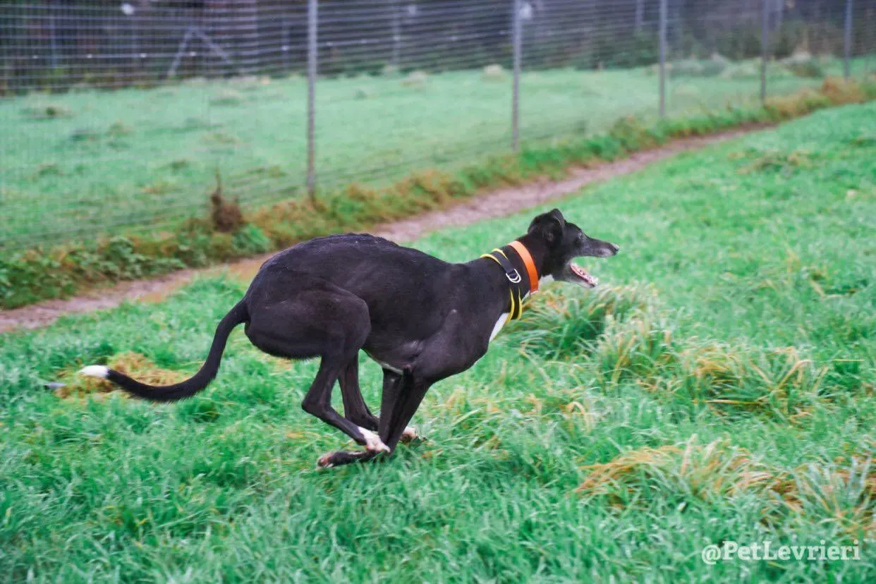 Tommy adozione levrieri greyhound 11