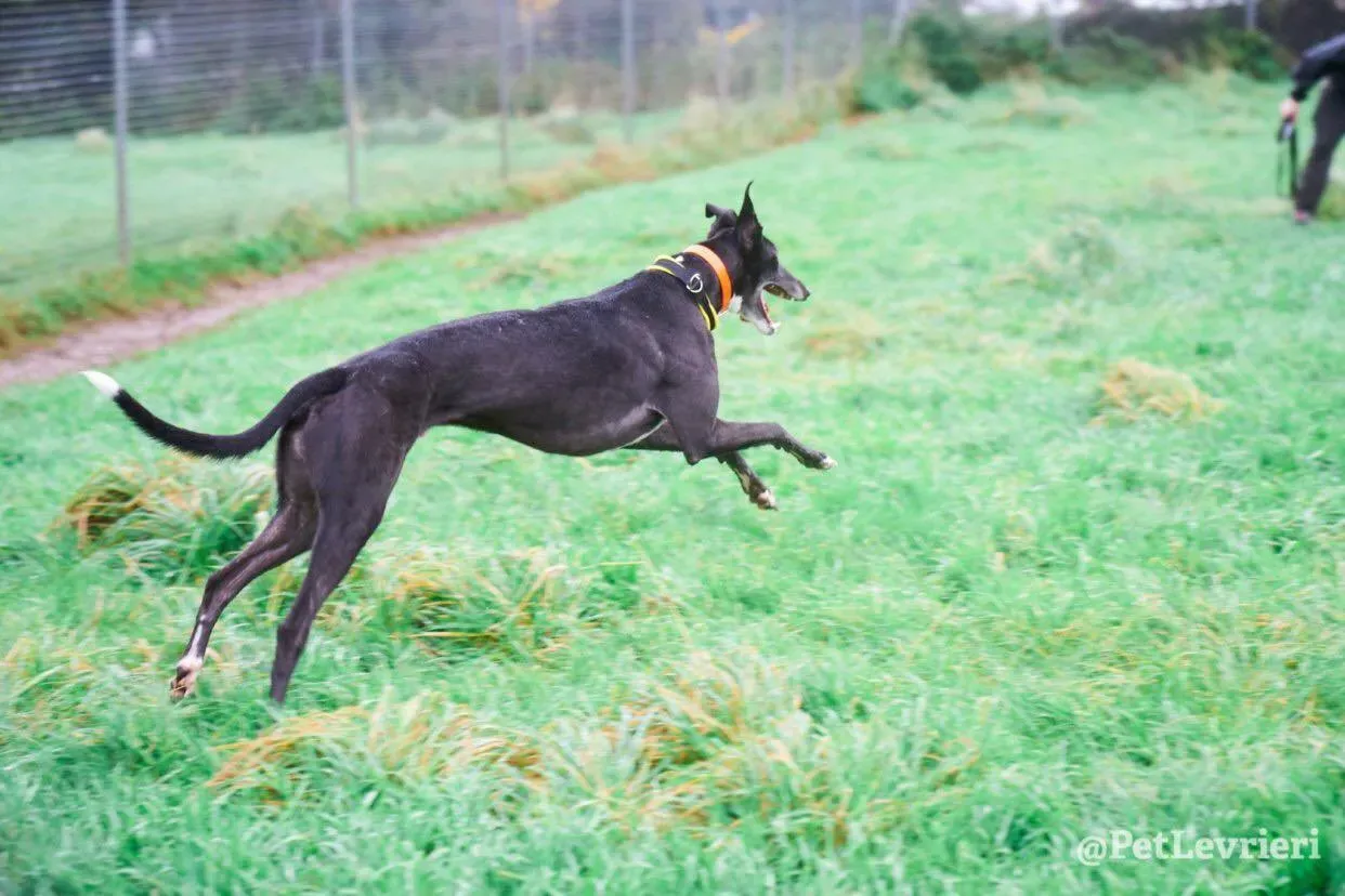 Tommy adozione levrieri greyhound 12