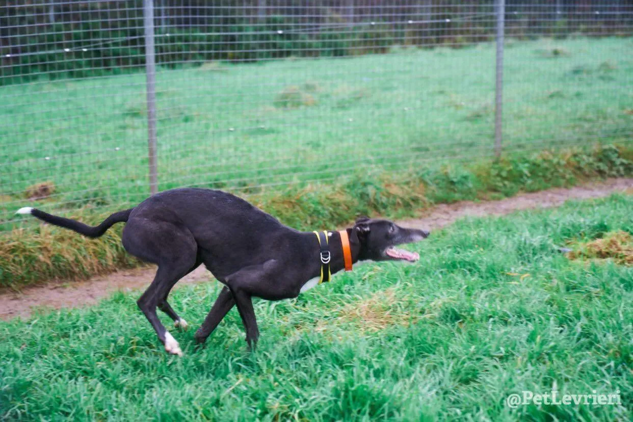 Tommy adozione levrieri greyhound 13