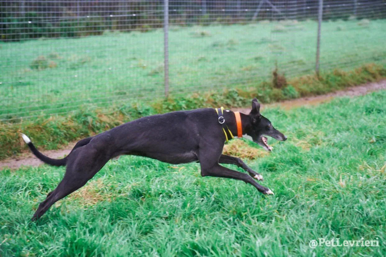 Tommy adozione levrieri greyhound 14