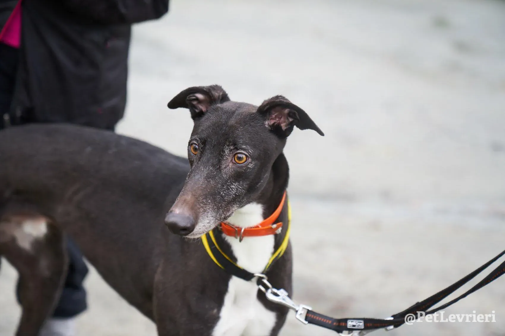 Tommy adozione levrieri greyhound 15