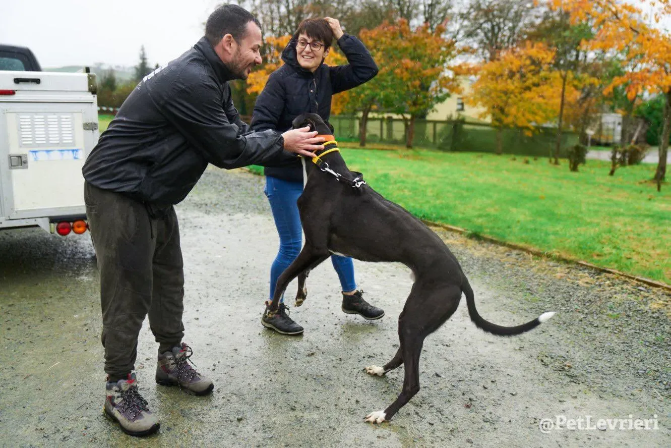 Tommy adozione levrieri greyhound 16
