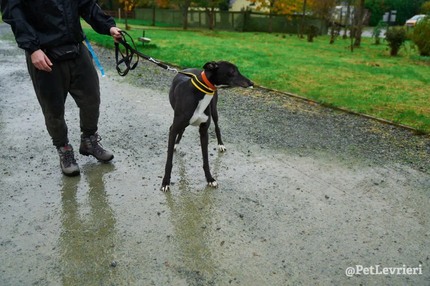 Tommy adozione levrieri greyhound 17