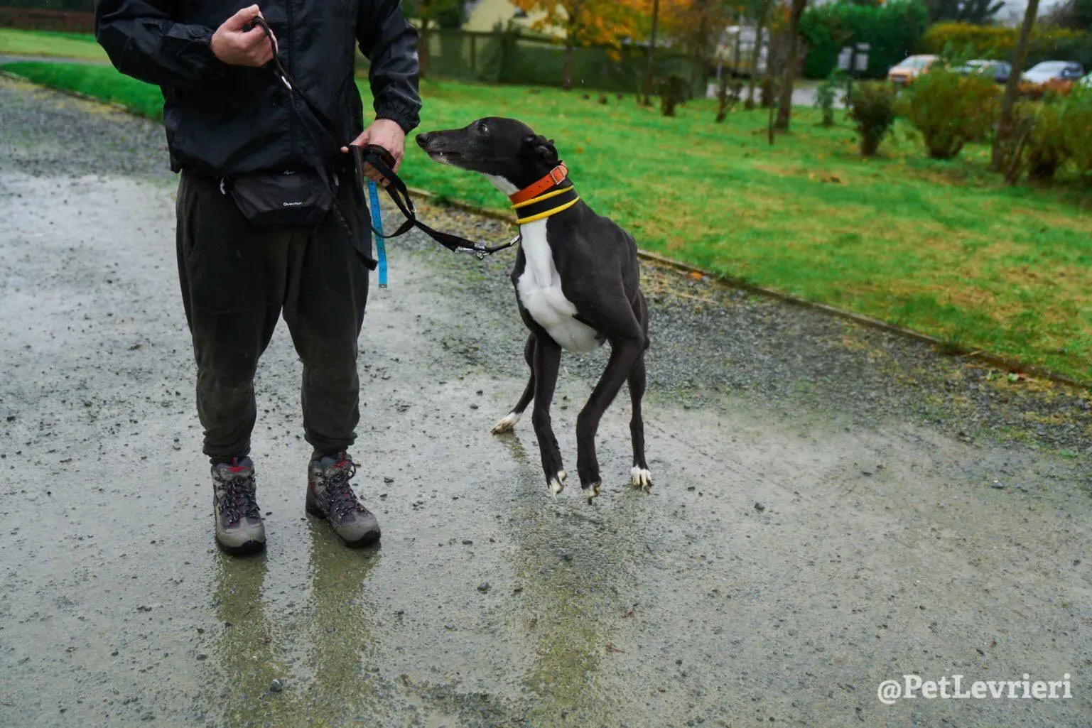 Tommy adozione levrieri greyhound 18