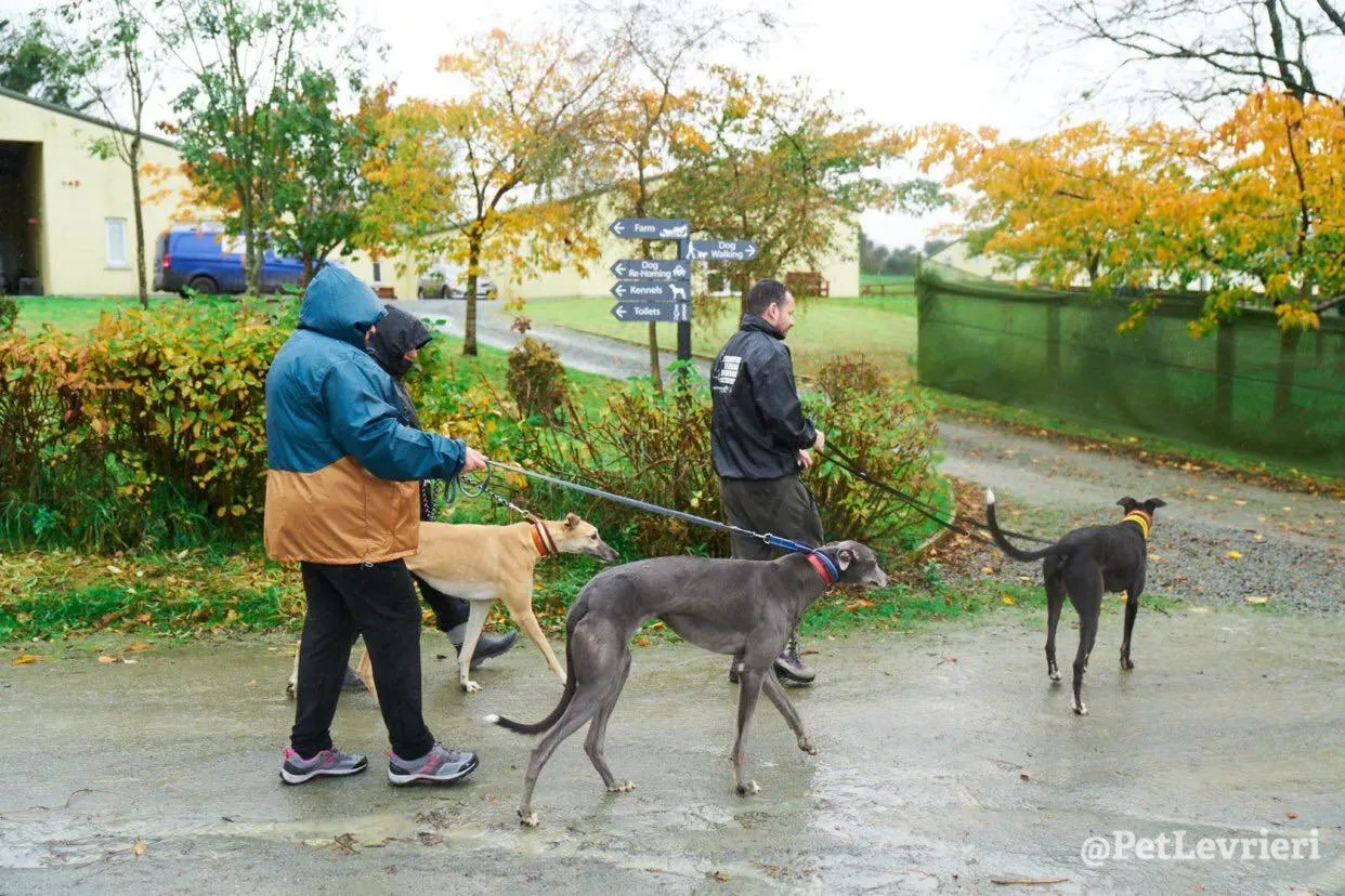 Tommy adozione levrieri greyhound 19