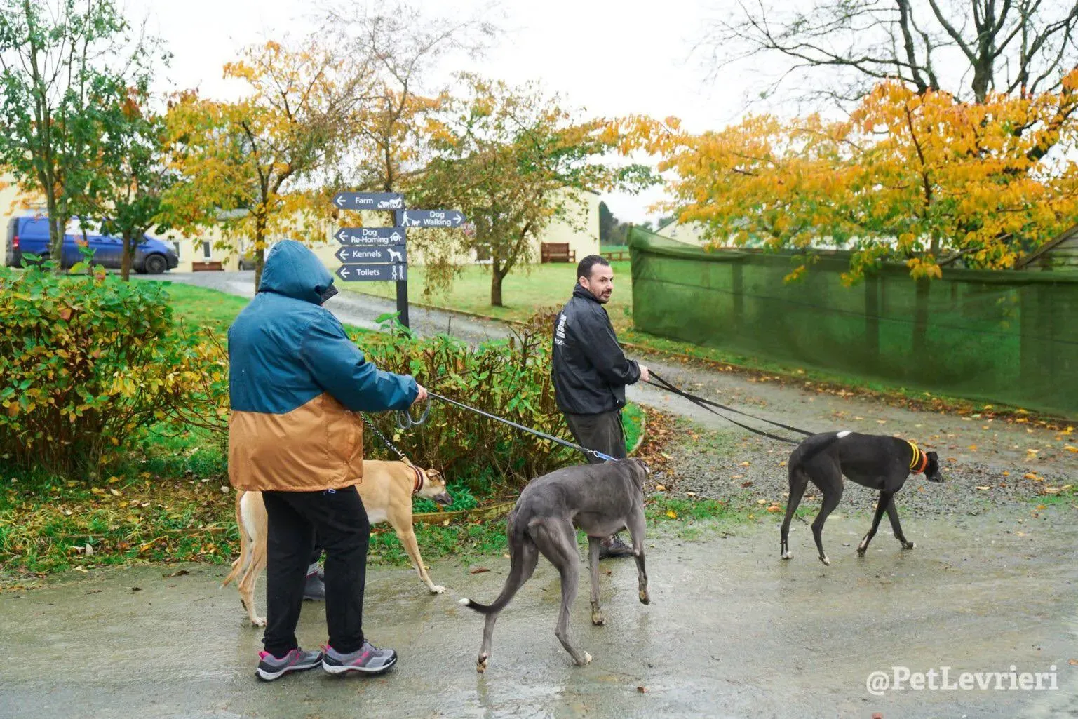 Tommy adozione levrieri greyhound 20
