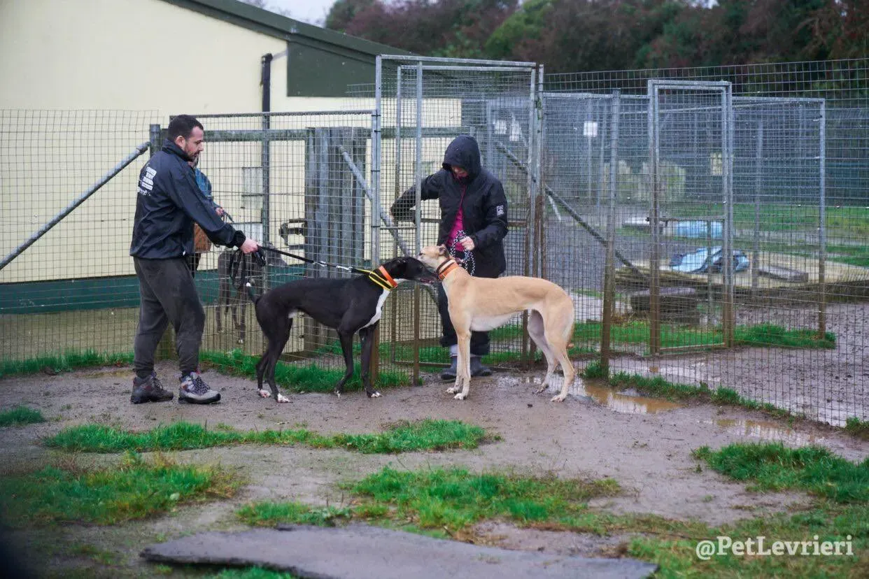 Tommy adozione levrieri greyhound 21