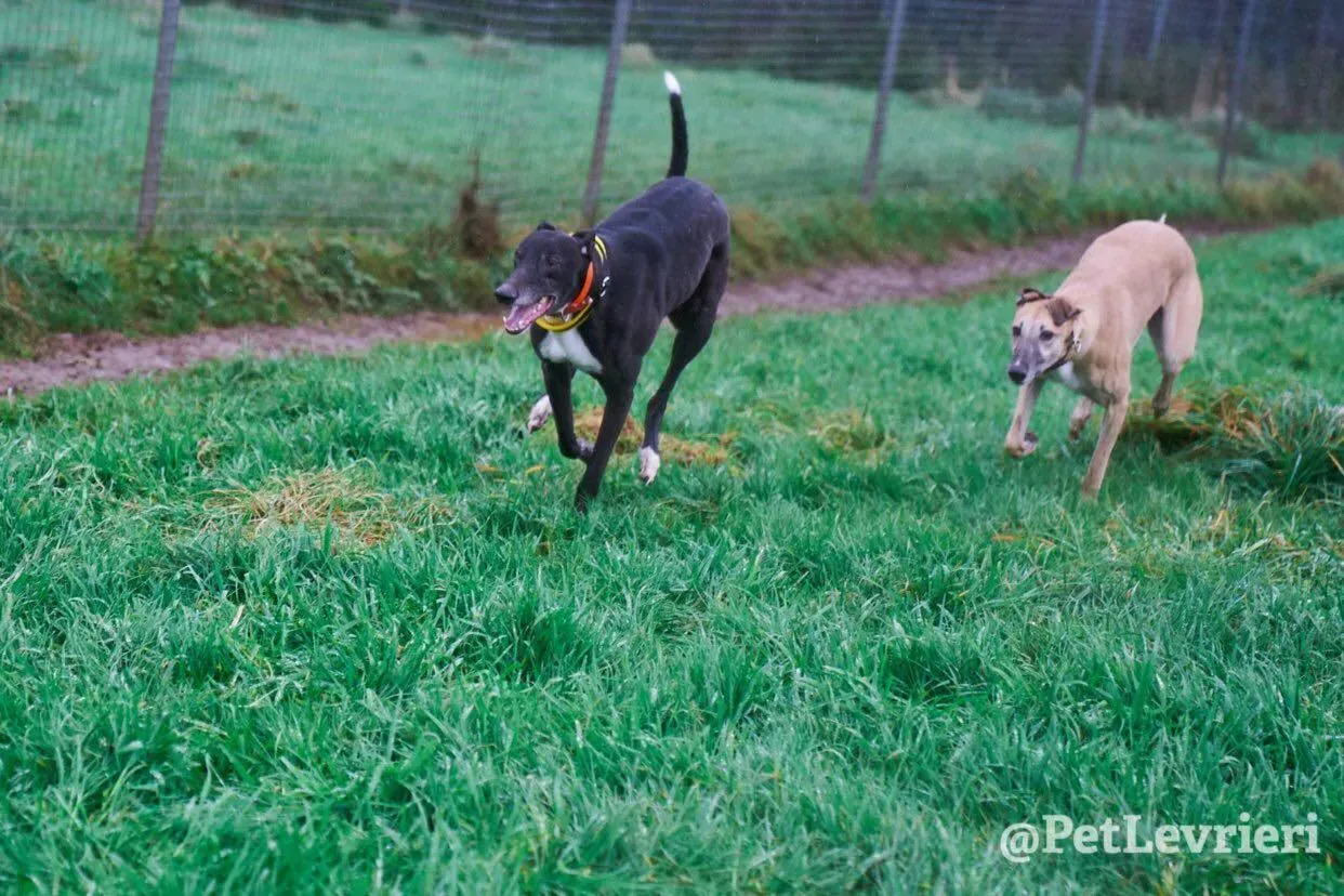 Tommy adozione levrieri greyhound 23