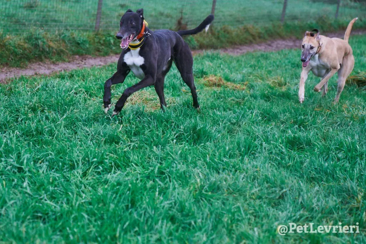 Tommy adozione levrieri greyhound 24