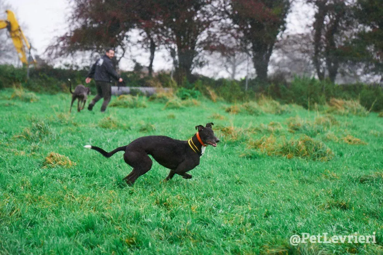 Tommy adozione levrieri greyhound 26