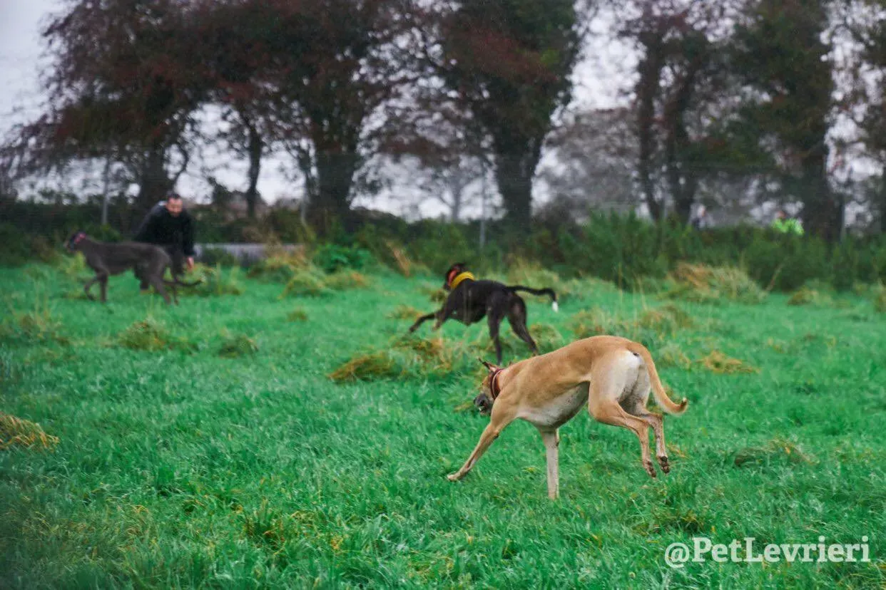 Tommy adozione levrieri greyhound 27