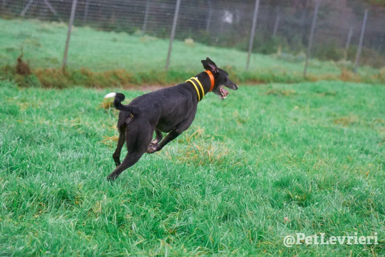 Tommy adozione levrieri greyhound 29