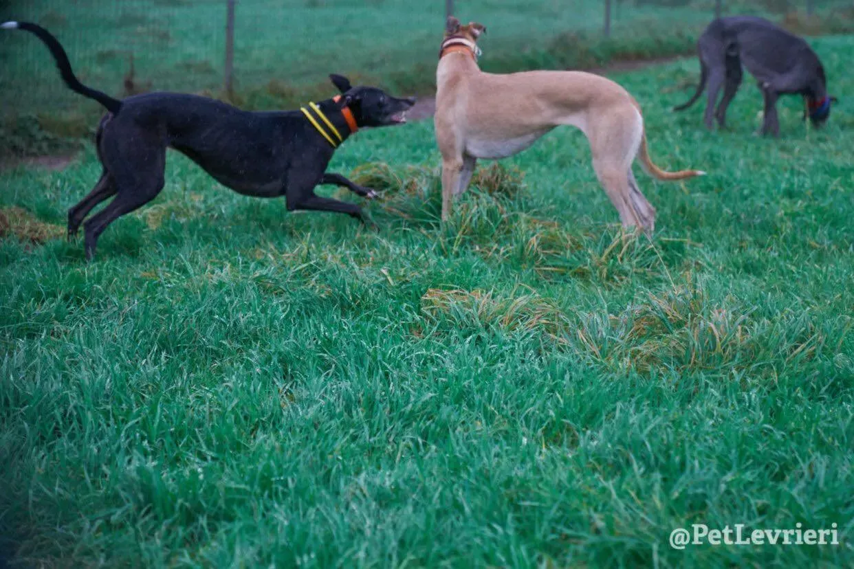 Tommy adozione levrieri greyhound 30
