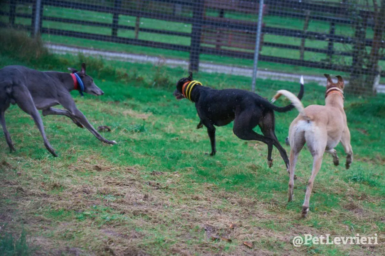 Tommy adozione levrieri greyhound 32