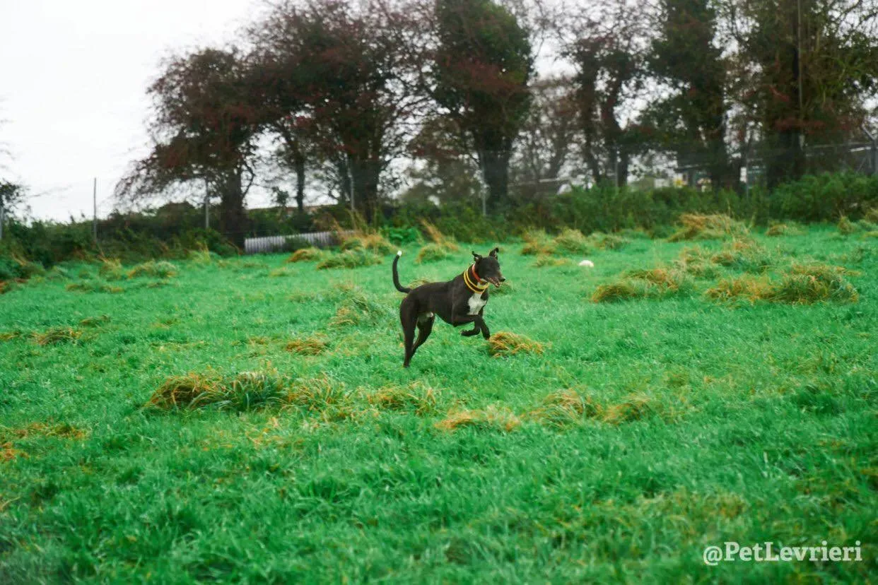 Tommy adozione levrieri greyhound 6