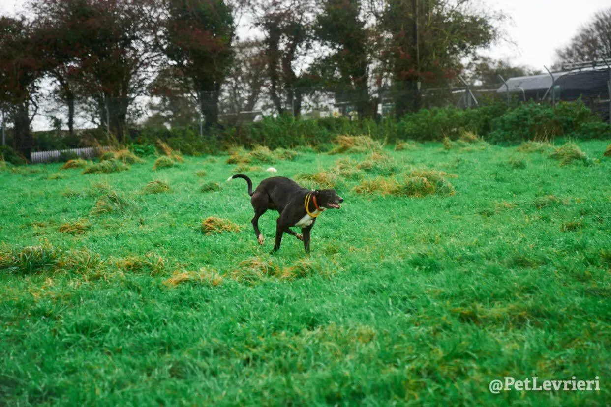 Tommy adozione levrieri greyhound 7