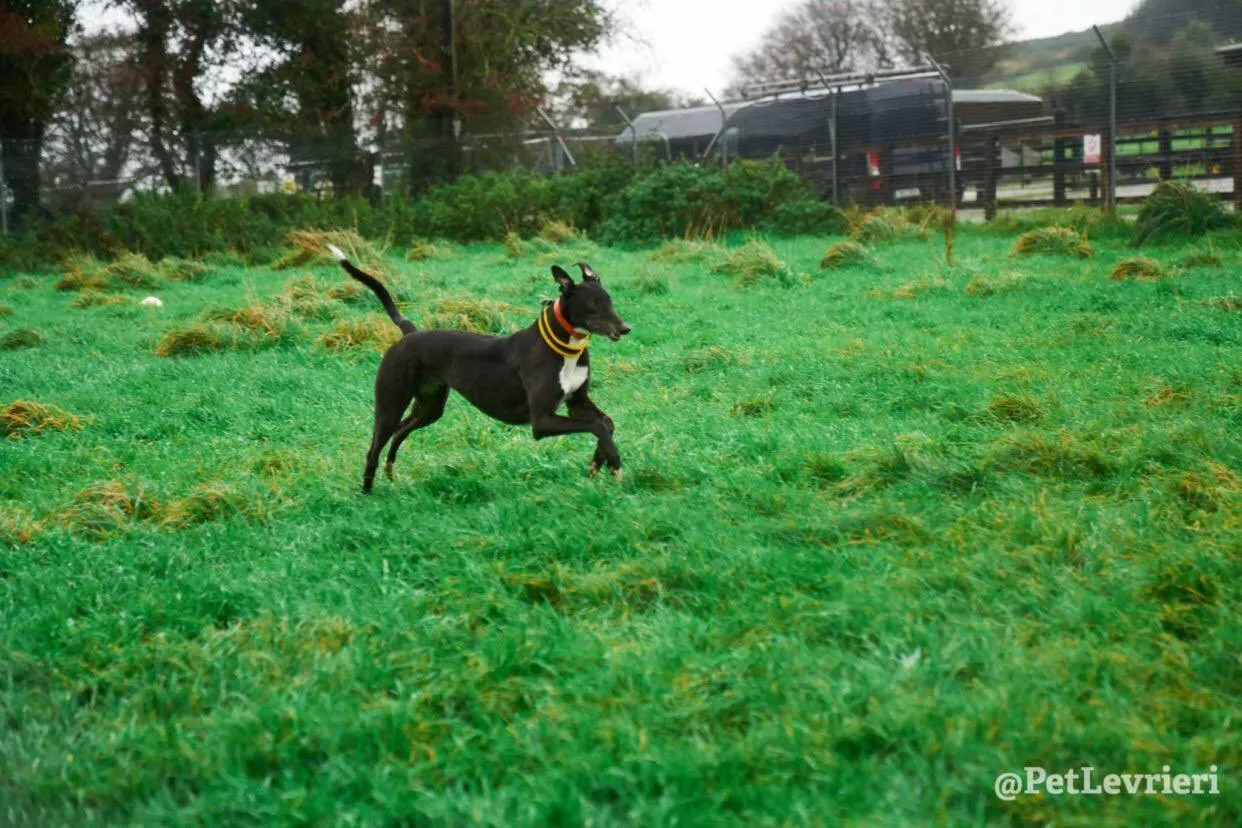 Tommy adozione levrieri greyhound 8