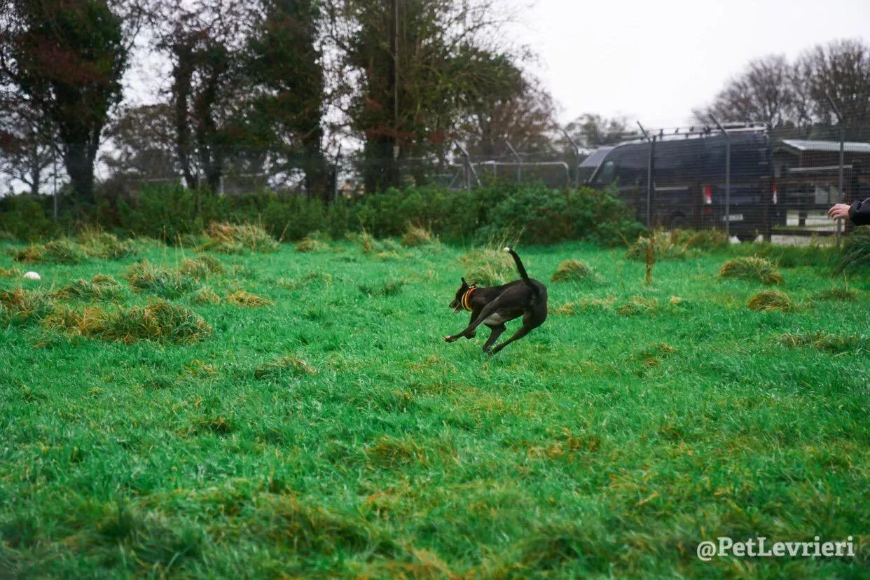 Tommy adozione levrieri greyhound 9