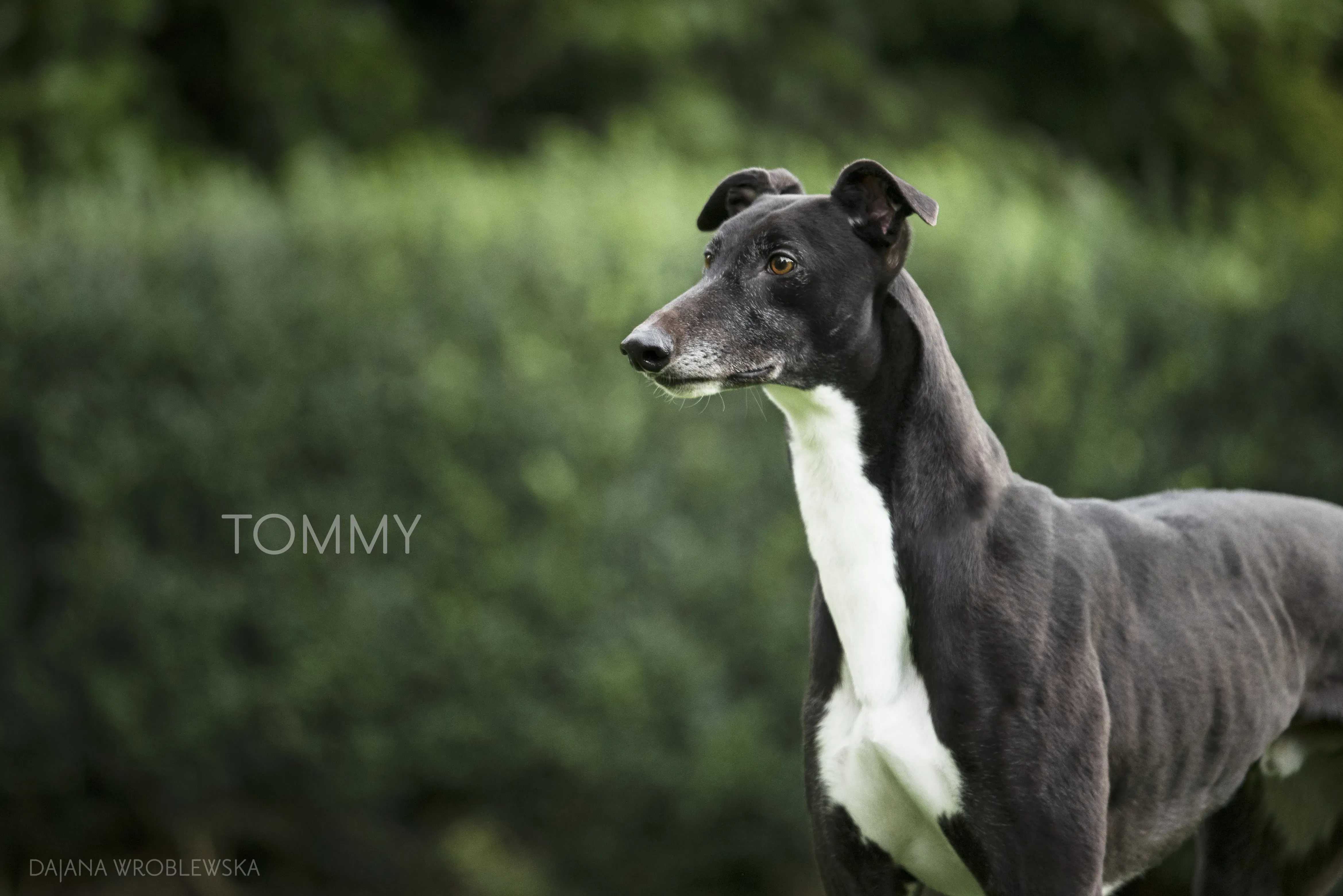 Tommy pet levrieri greyhound1