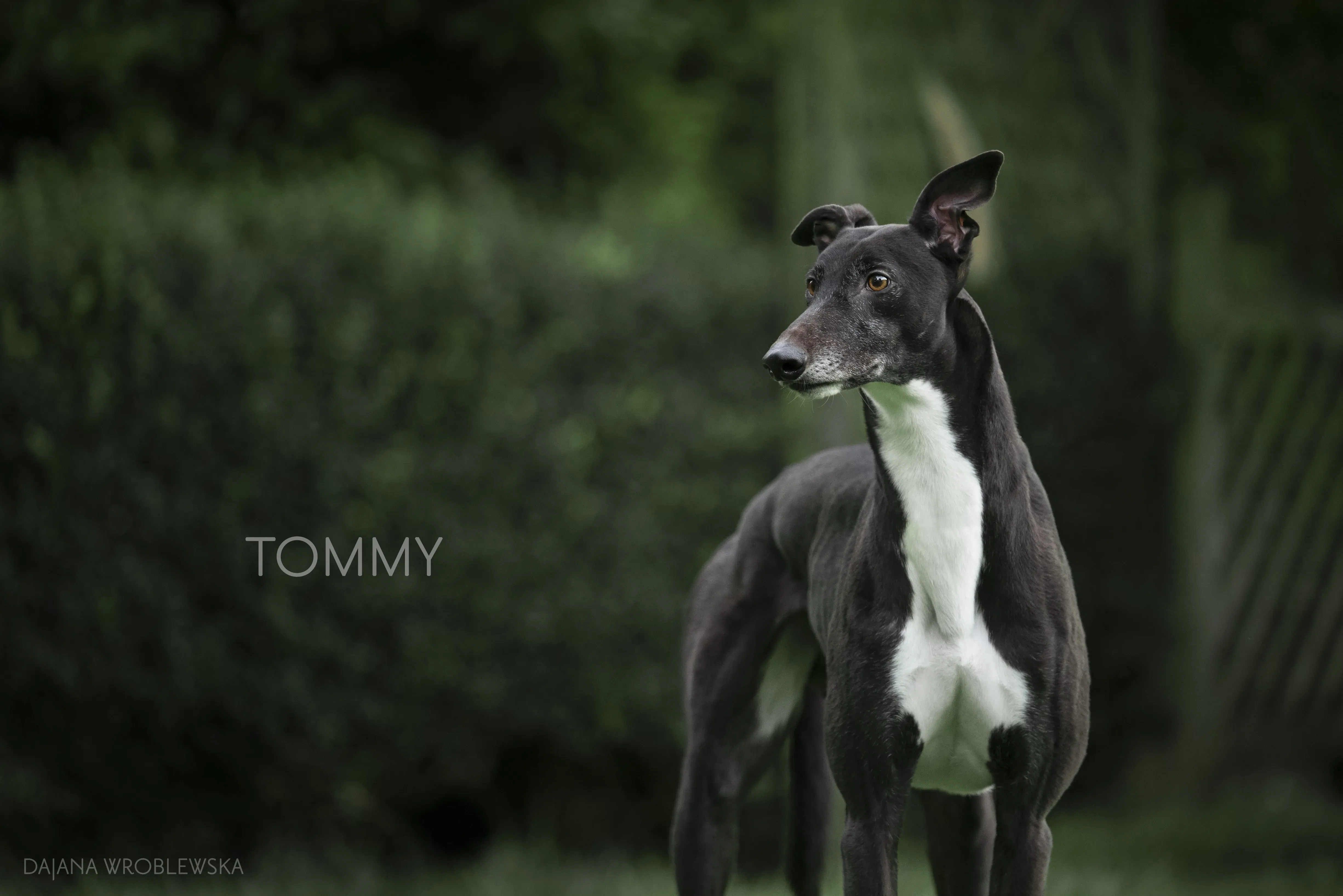Tommy pet levrieri greyhound2