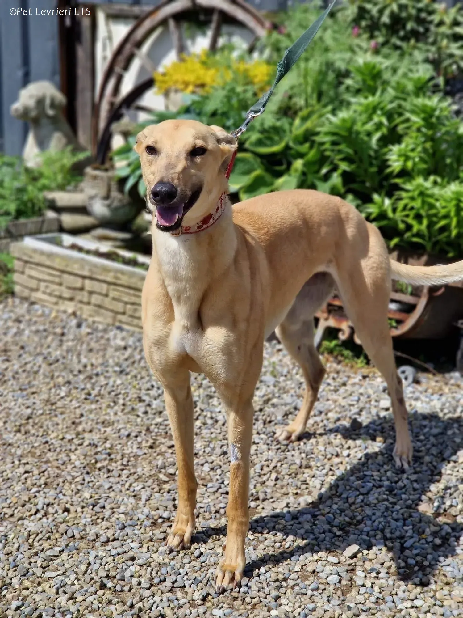 Topi adozione levrieri greyhound 1