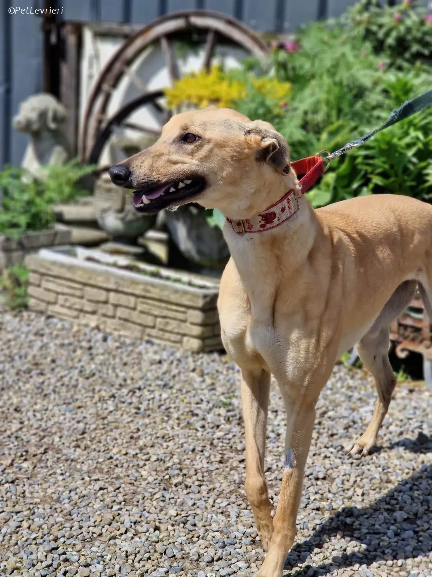 Topi adozione levrieri greyhound 2