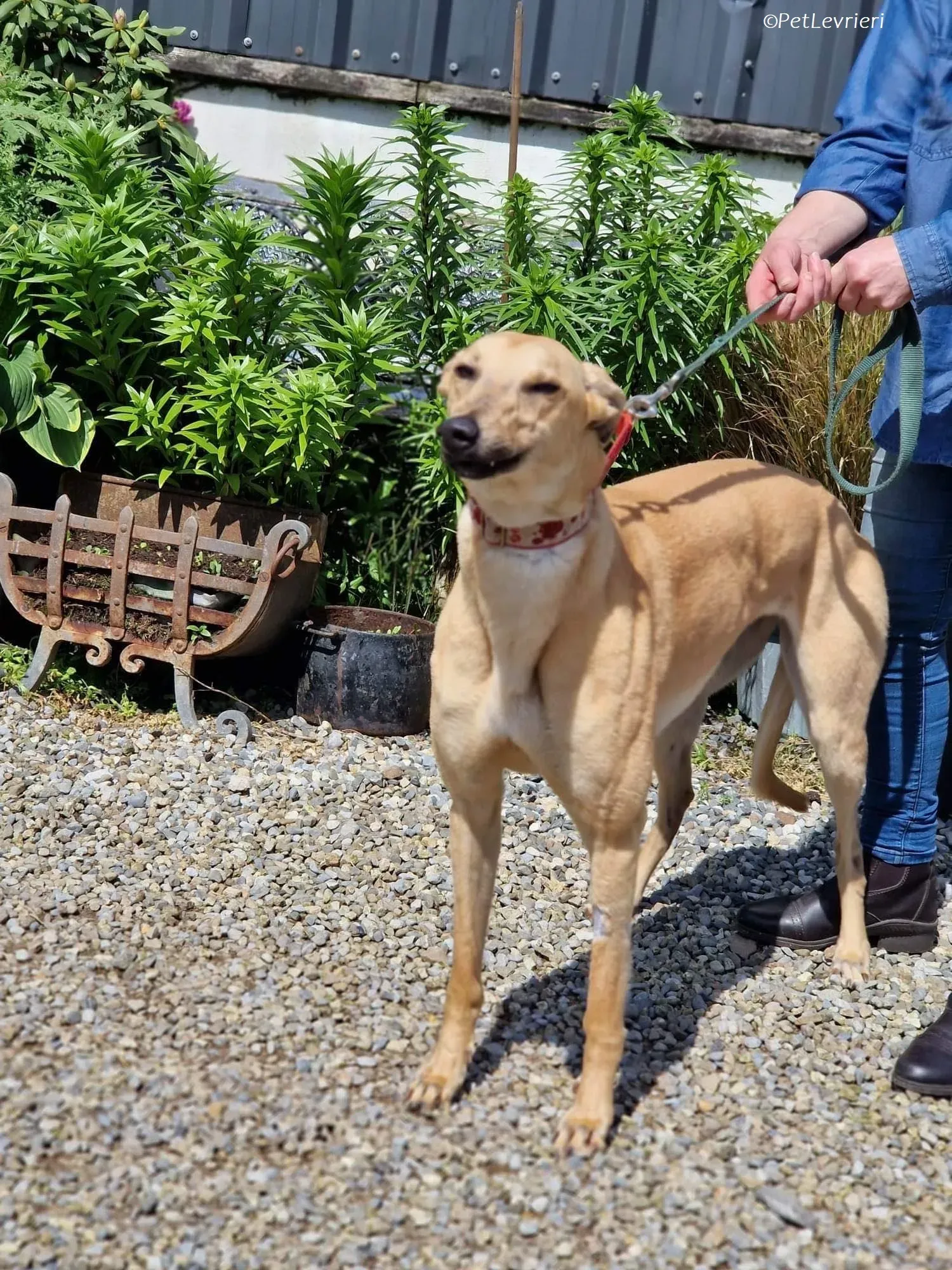 Topi adozione levrieri greyhound 3