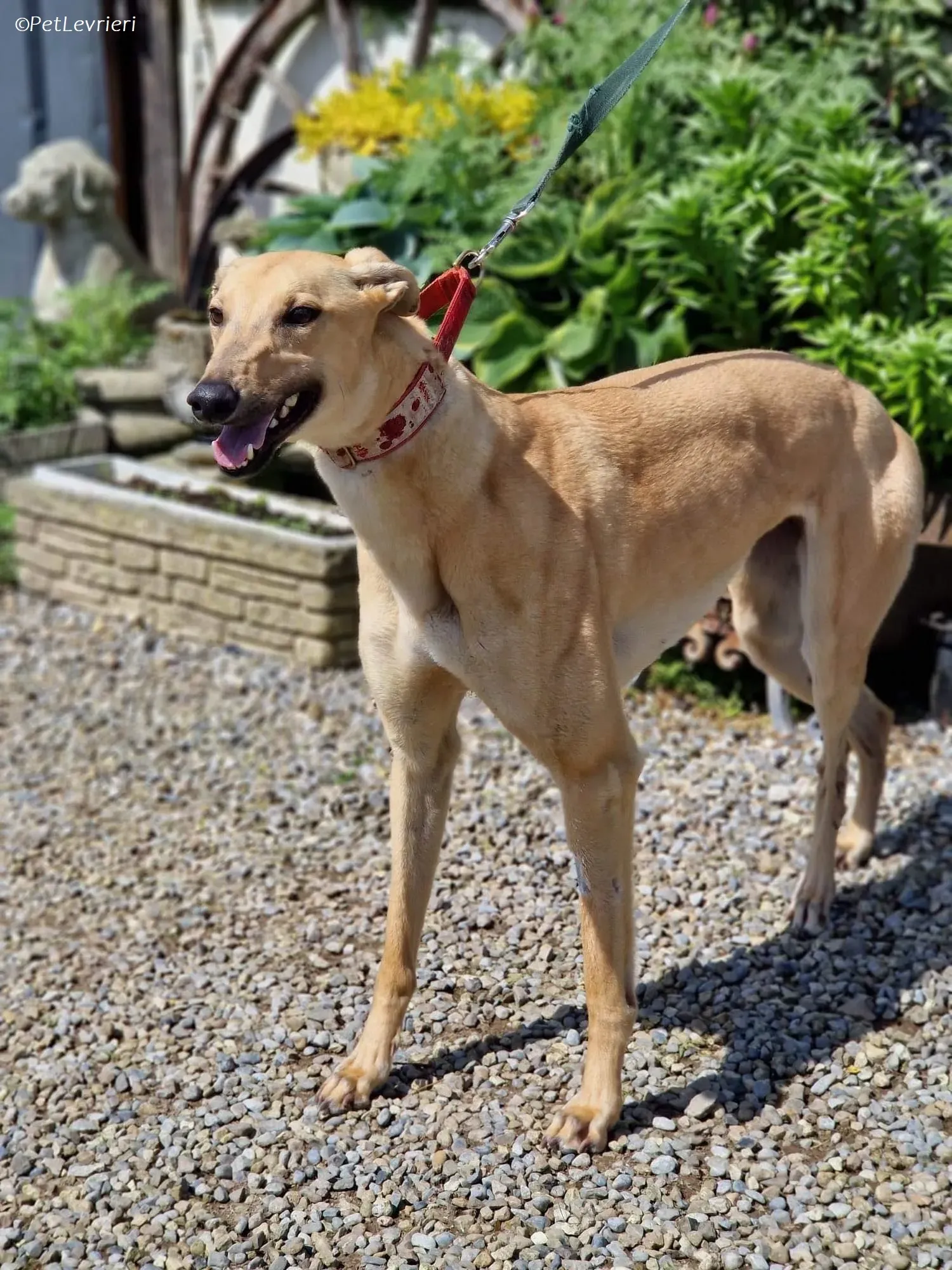 Topi adozione levrieri greyhound 4