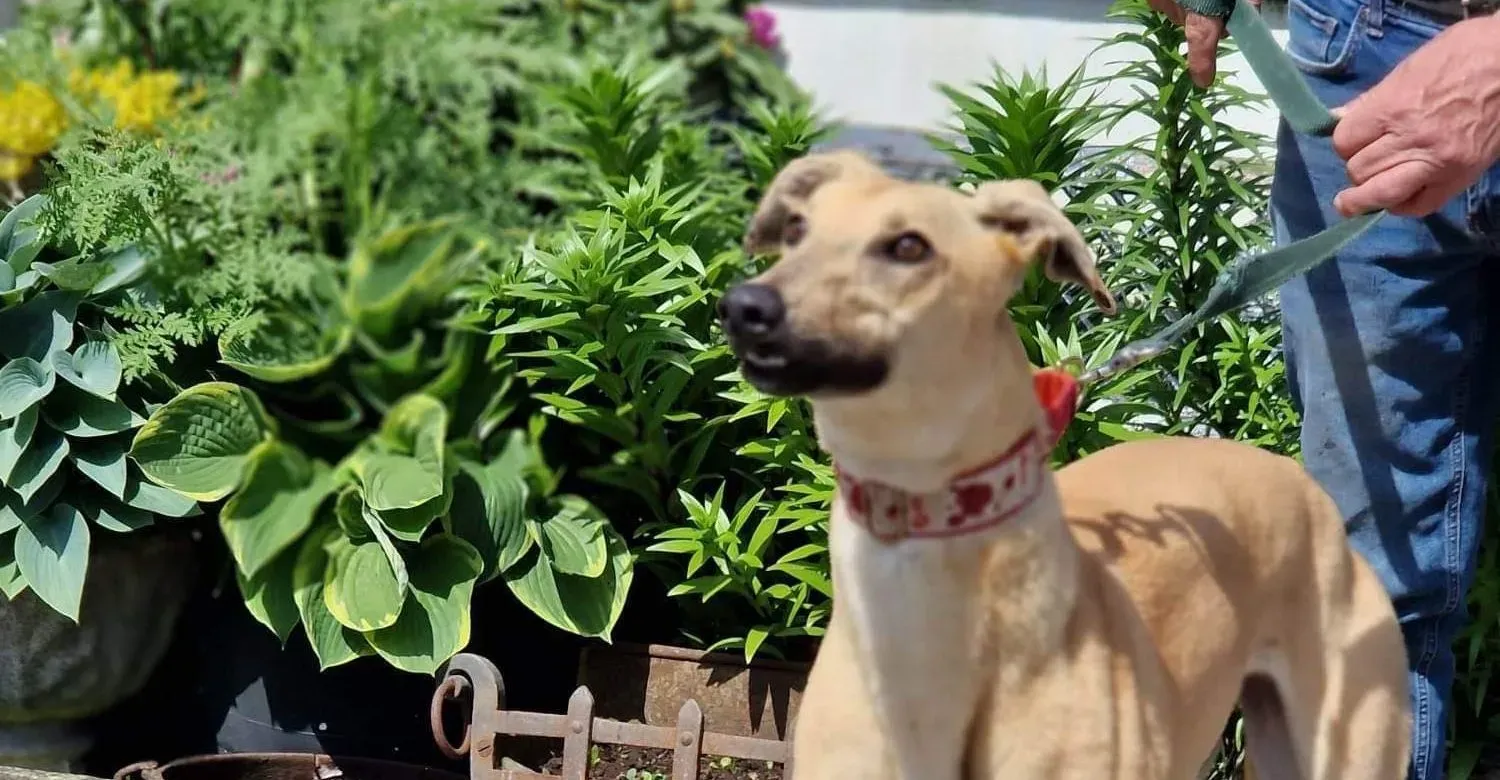 Topi adozione levrieri greyhound 5 e1684655752827