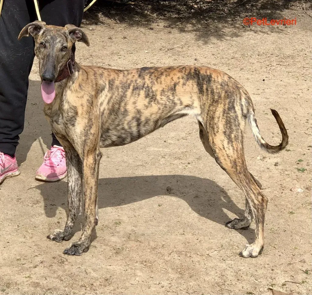 Tori adozione levrieri galgo 1