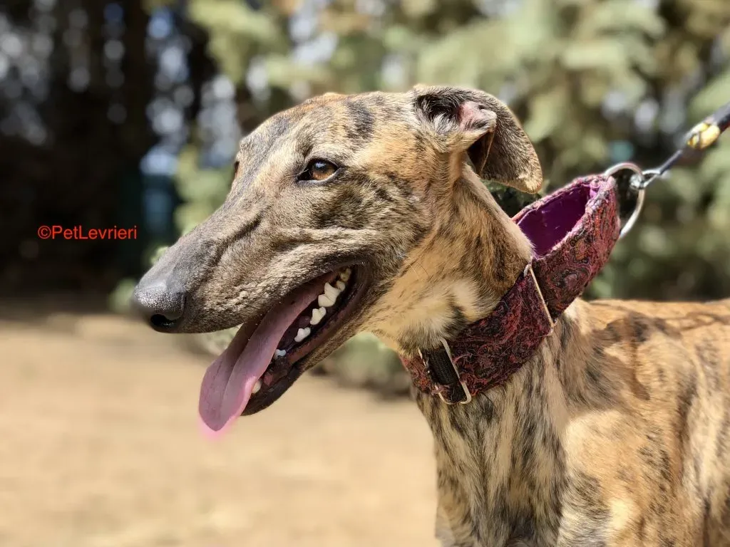 Tori adozione levrieri galgo 2