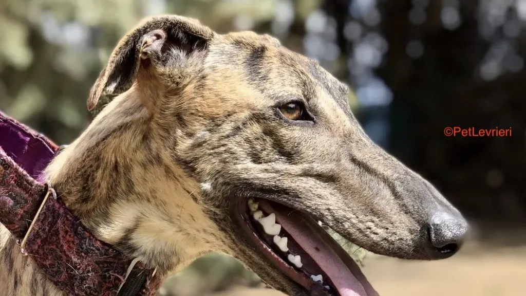 Tori adozione levrieri galgo 3