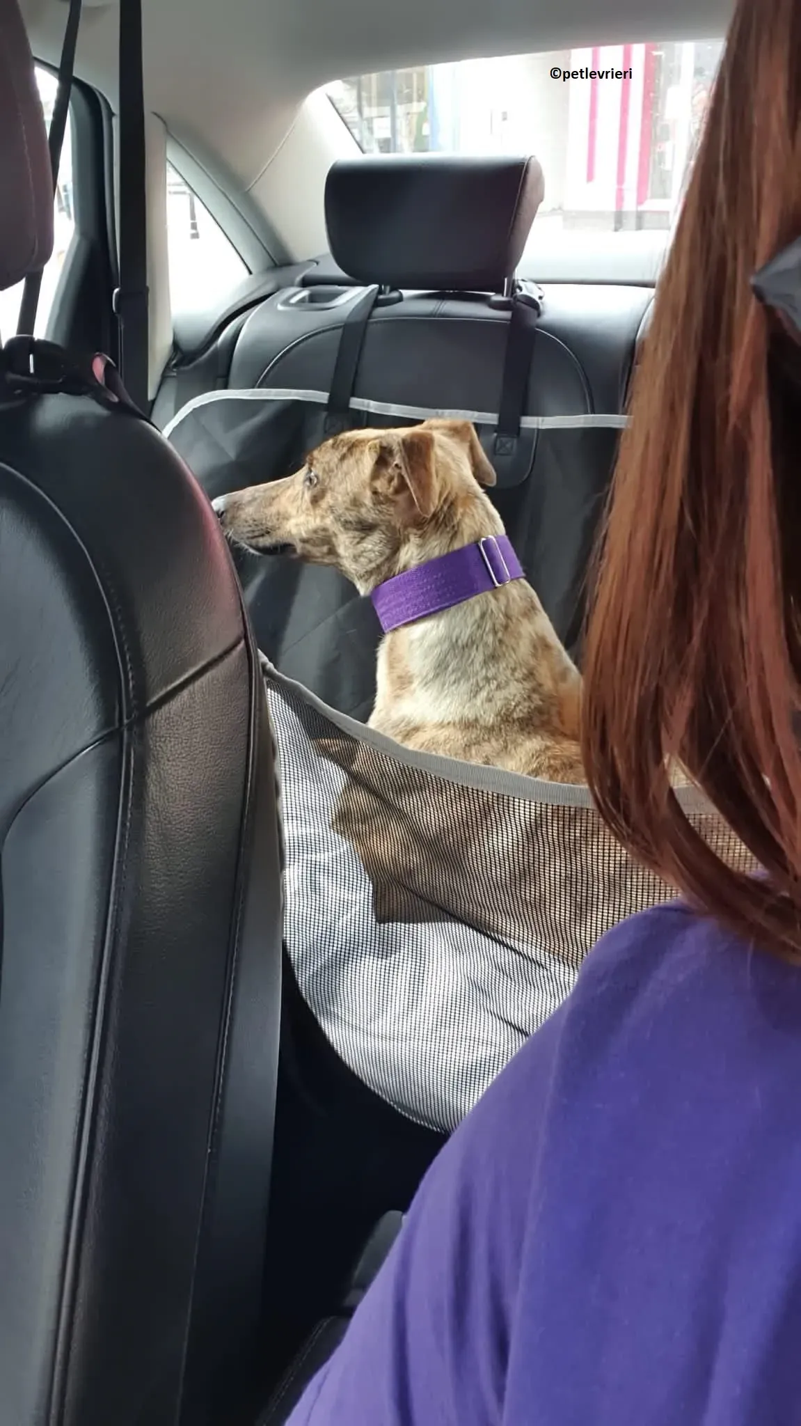 Tormund adozione levriero greyhound 1 1