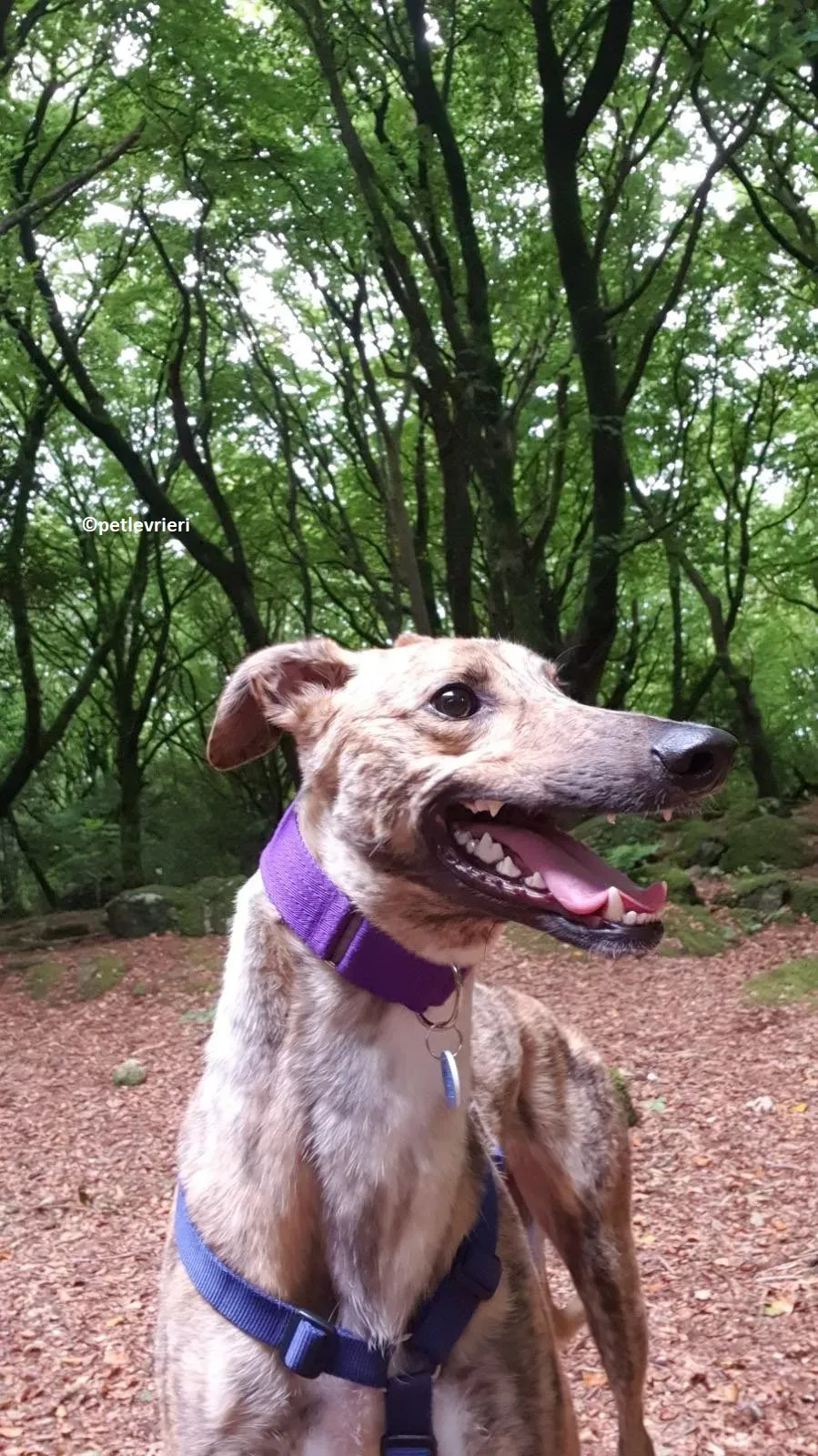 Tormund adozione levriero greyhound 1