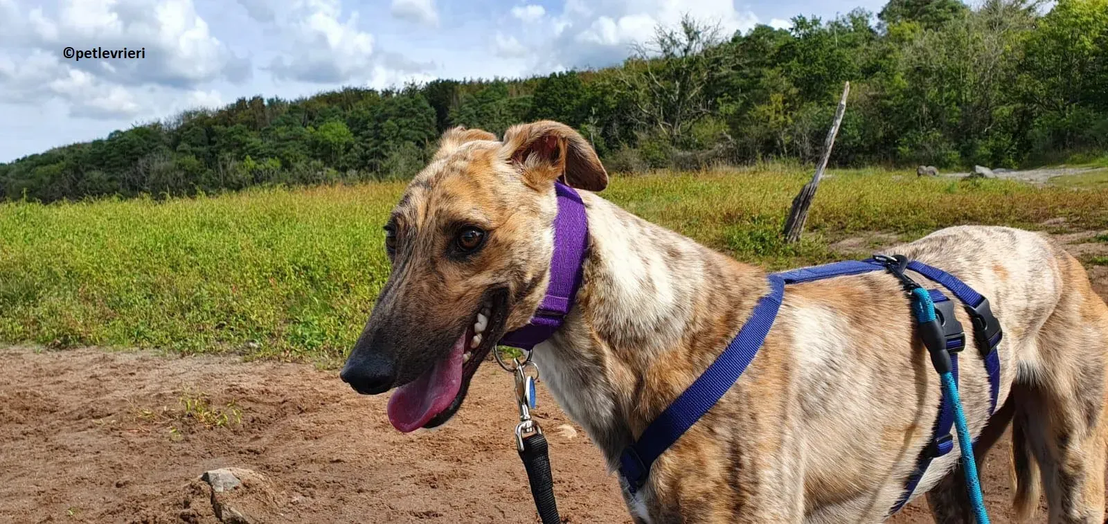 Tormund adozione levriero greyhound 2