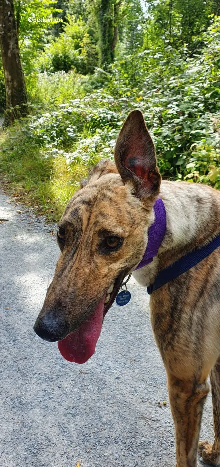 Tormund adozione levriero greyhound 3