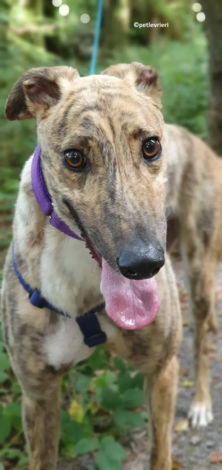 Tormund adozione levriero greyhound 4
