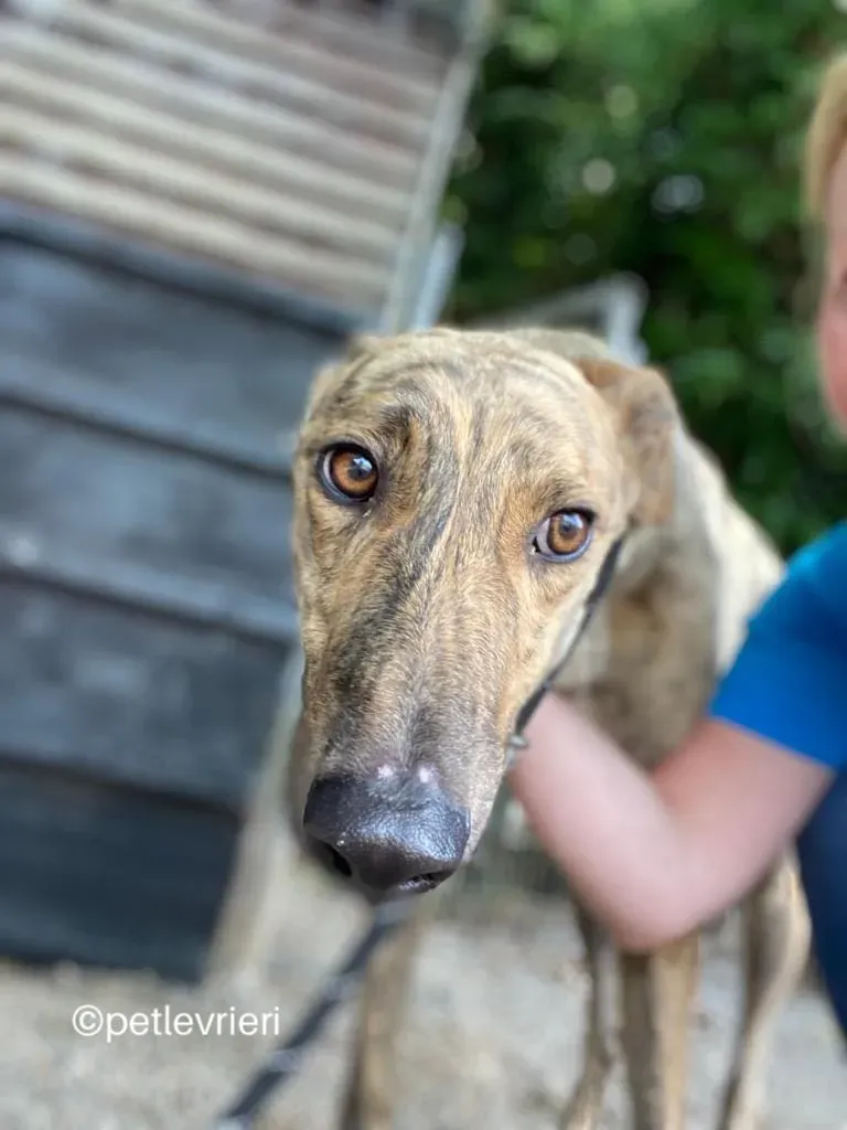Tormund greyhound adozione pet levrieri 03 1