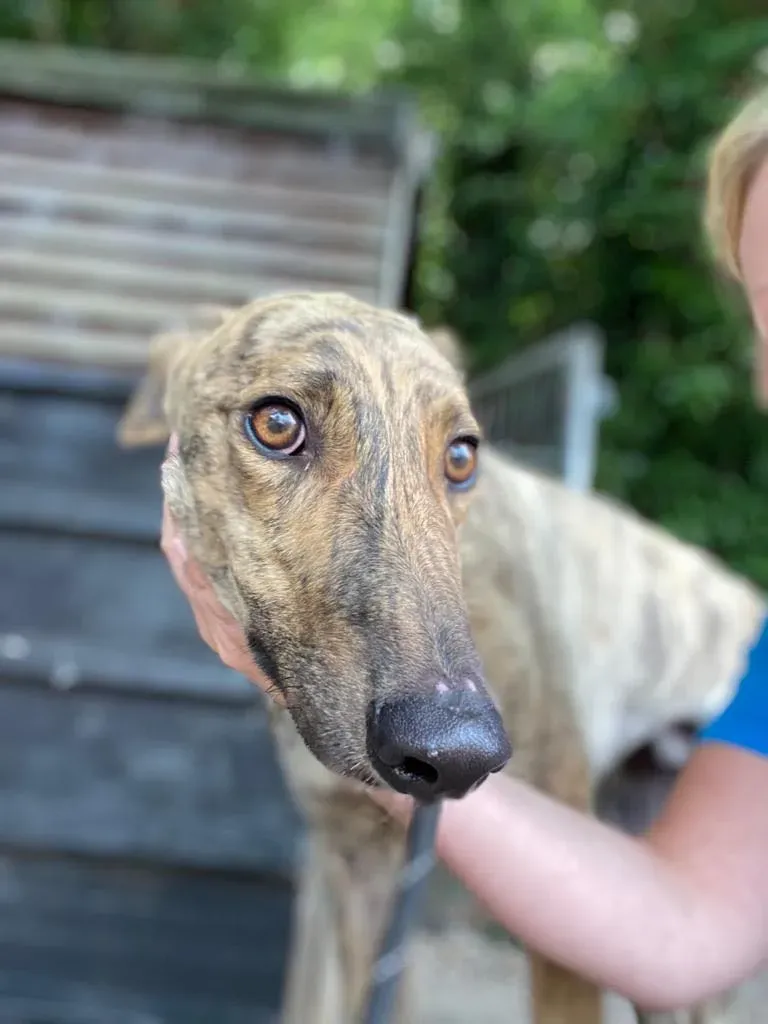 Tormund greyhound adozione pet levrieri 05